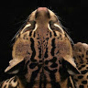 Meet your Posher, Angel